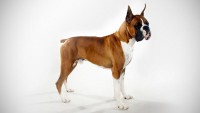 /album/fotogaleria/boxer-dogs-breed3-copia-jpg/